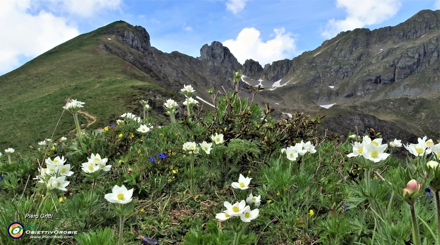43 Dal Monte Foppa tra anemoni narcissini vista verso Triomen-Valletto e Ponteranica.JPG -                                